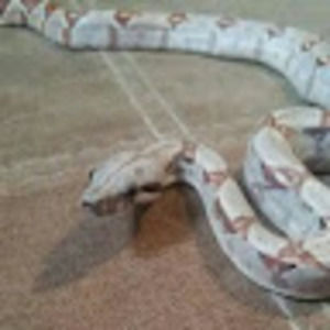 Meet your Posher, Ruth